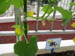 hosi624010_R.JPG